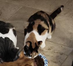 Lost Female Cat last seen Opal, Mulberry, FL 33860