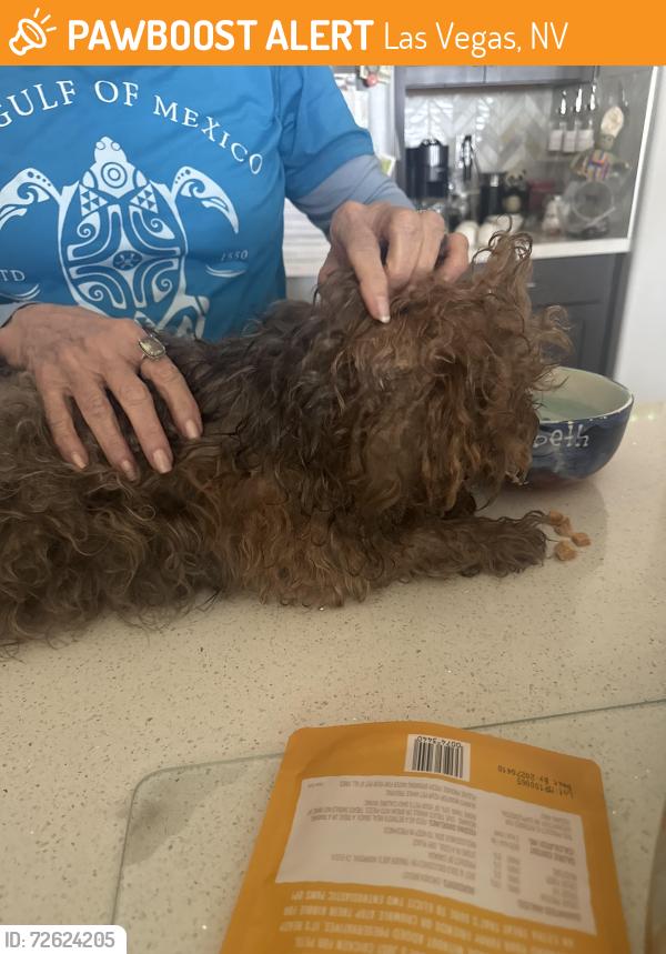 Found/Stray Male Dog last seen Hualapai and Lone Mountain , Las Vegas, NV 89129