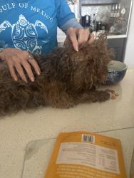 Found/Stray Male Dog last seen Hualapai and Lone Mountain , Las Vegas, NV 89129