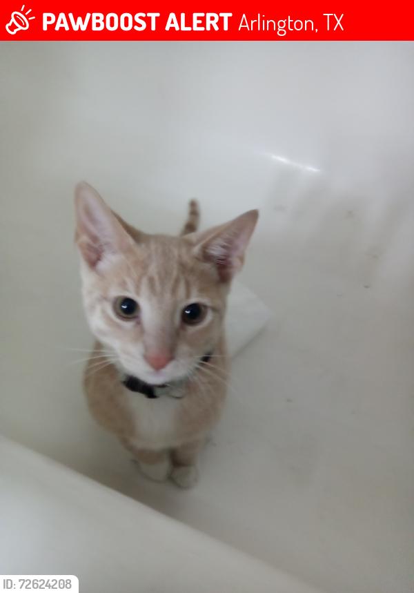 Lost Male Cat last seen Randol Mill & Oakwood, Arlington, TX 76012