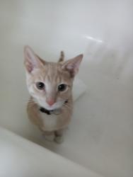 Lost Male Cat last seen Randol Mill & Oakwood, Arlington, TX 76012