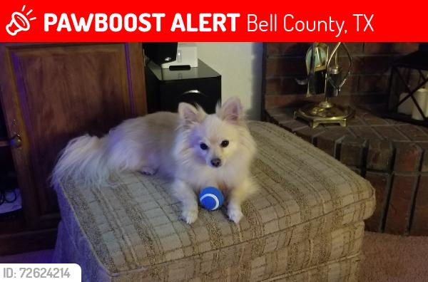 Lost Male Dog last seen Denmans Loop, Belton, Bell County, TX 76513