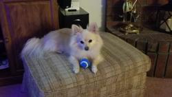 Lost Male Dog last seen Denmans Loop, Belton, Bell County, TX 76513