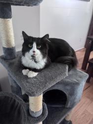 Lost Male Cat last seen Near Creekside Trail, Forsyth, GA 31029