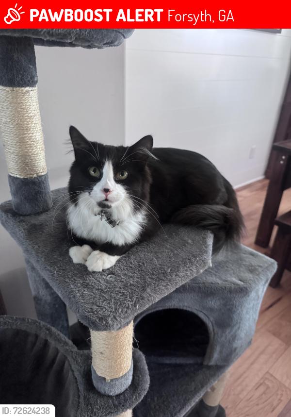 Lost Male Cat last seen Near Creekside Trail, Forsyth, GA 31029