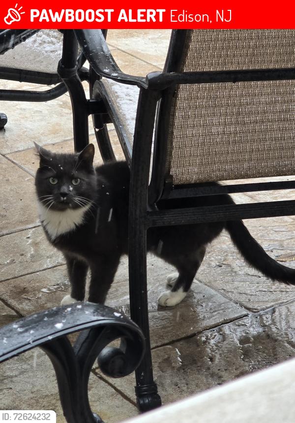 Lost Male Cat last seen New Dover United Methodist Church, Edison, NJ 08820