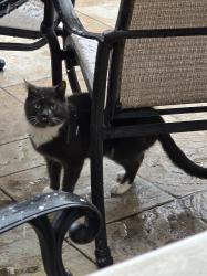 Lost Male Cat last seen New Dover United Methodist Church, Edison, NJ 08820