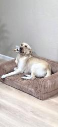 Lost Male Dog last seen Meadowview Road and 24th Ave, Sacramento, CA 95832
