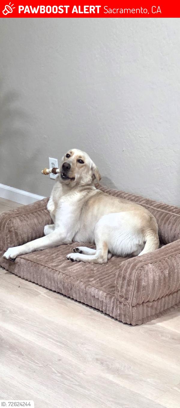 Lost Male Dog last seen Meadowview Road and 24th Ave, Sacramento, CA 95832