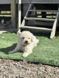 Lost Male Dog last seen McNair, harris, Baytown, TX 77521