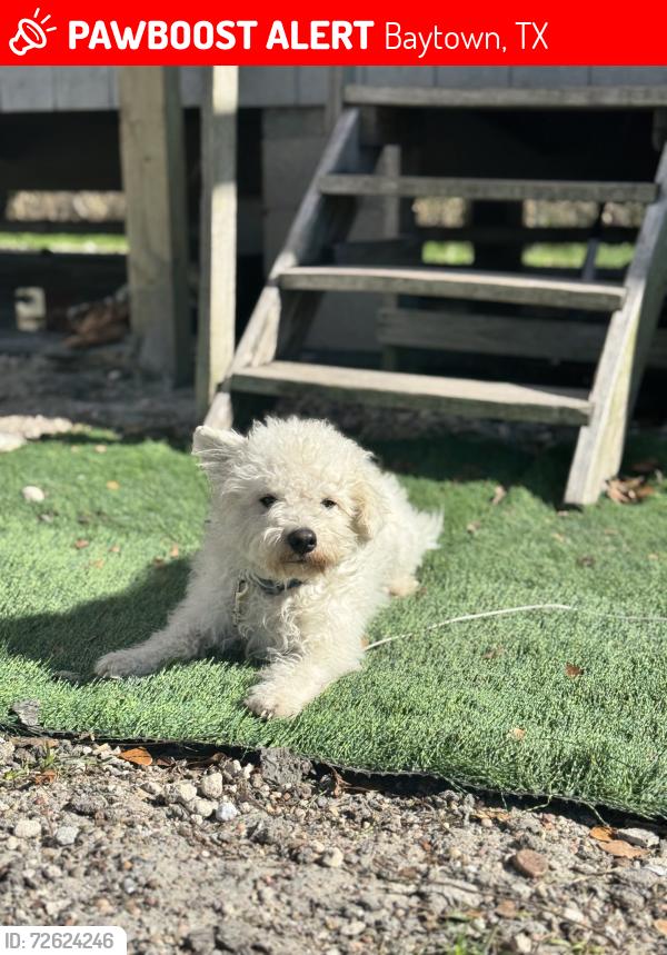 Lost Male Dog last seen McNair, harris, Baytown, TX 77521