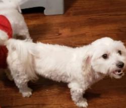 Lost Female Dog last seen Alandale st, Eastside , Macon, GA 31213