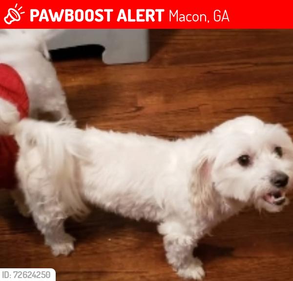 Lost Female Dog last seen Alandale st, Eastside , Macon, GA 31213
