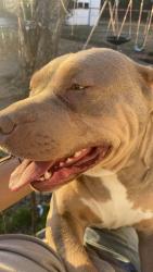 Lost Male Dog last seen Freeman st Winston Salem , Winston-Salem, NC 27127