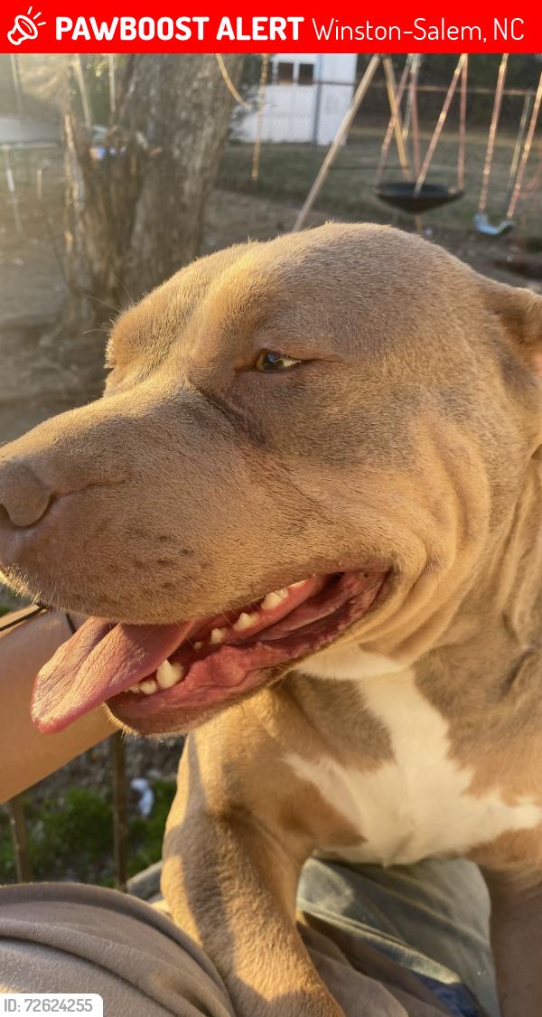 Lost Male Dog last seen Freeman st Winston Salem , Winston-Salem, NC 27127