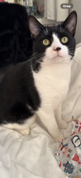 Reunited Male Cat last seen coed-y-gores llanedeyrn , Llanedern, Cymru CF23 9NE