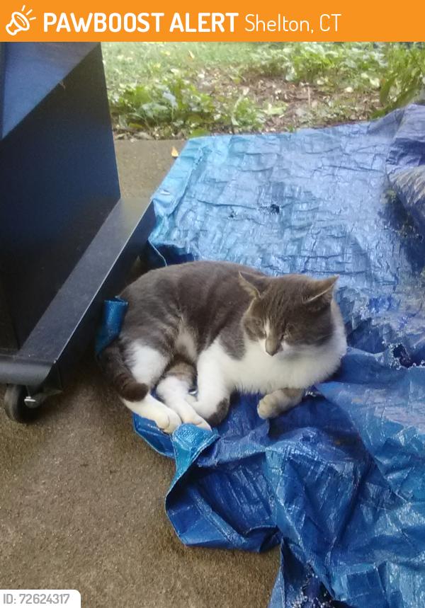 Found/Stray Male Cat last seen Myrtle Street & Park Street, Shelton, CT 06484