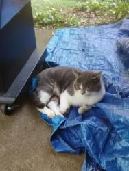Found/Stray Male Cat last seen Myrtle Street & Park Street, Shelton, CT 06484
