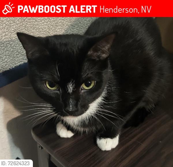 Lost Female Cat last seen Major & Burkholder , Henderson, NV 89015