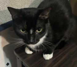 Lost Female Cat last seen Major & Burkholder , Henderson, NV 89015