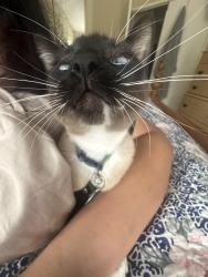 Lost Female Cat last seen shadow tree , Oceanside, CA 92058