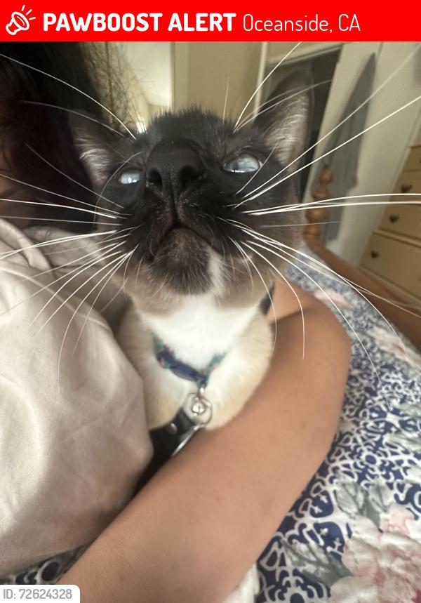 Lost Female Cat last seen shadow tree , Oceanside, CA 92058