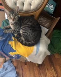 Lost Male Cat last seen Moccasin , El Dorado County, CA 95667