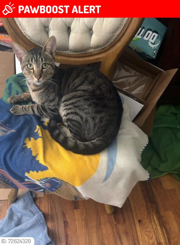 Lost Male Cat last seen Moccasin , El Dorado County, CA 95667