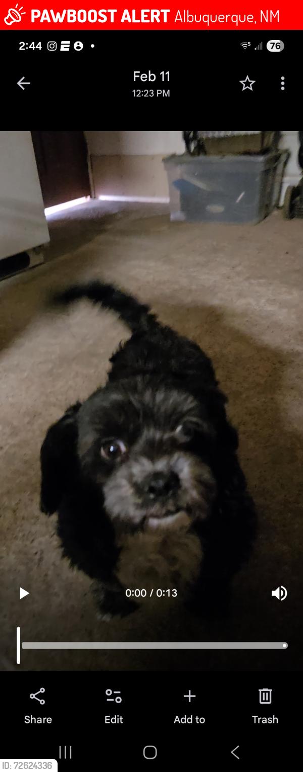 Lost Male Dog last seen Coors and maplewood , Albuquerque, NM 87121
