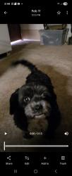 Lost Male Dog last seen Coors and maplewood , Albuquerque, NM 87121