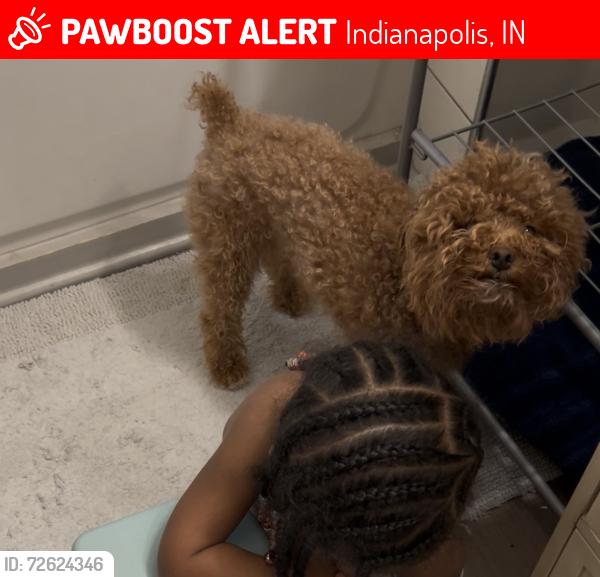 Lost Female Dog last seen Lasalle , Indianapolis, IN 46201