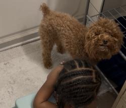 Lost Female Dog last seen Lasalle , Indianapolis, IN 46201