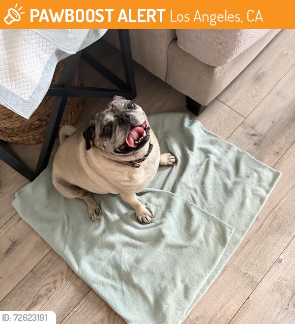 Found/Stray Unknown Dog last seen Victory Bl and Platt ave, Los Angeles, CA 91307