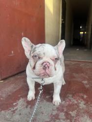 Lost Male Dog last seen LV Salon & Hair, Los Angeles, CA 90043