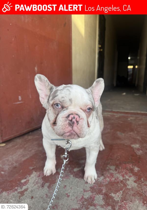 Lost Male Dog last seen LV Salon & Hair, Los Angeles, CA 90043