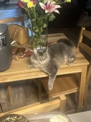 Lost Male Cat last seen Davidson, harbour drive , Antioch, CA 94509
