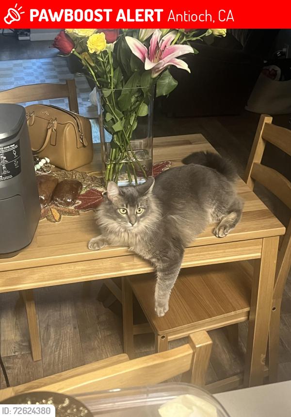 Lost Male Cat last seen Davidson, harbour drive , Antioch, CA 94509