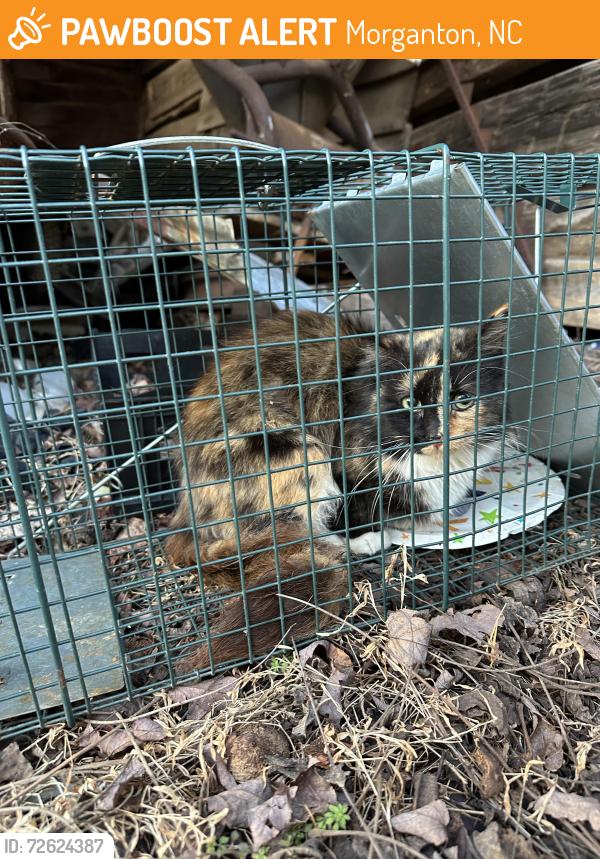 Found/Stray Female Cat last seen A quarter mile off the road at an abandoned barn in the middle of the woods , Morganton, NC 28655