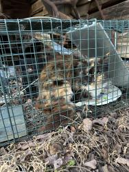 Found/Stray Female Cat last seen A quarter mile off the road at an abandoned barn in the middle of the woods , Morganton, NC 28655