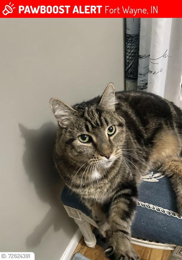 Lost Male Cat last seen Getz Rd , jefferson blvd, illinois rd , , Fort Wayne, IN 46804