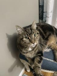 Lost Male Cat last seen Getz Rd , jefferson blvd, illinois rd , , Fort Wayne, IN 46804