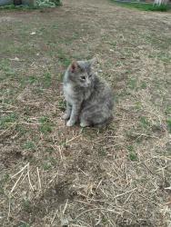 Lost Female Cat last seen Near block Galls Creek Road, Gold Hill, OR 97525