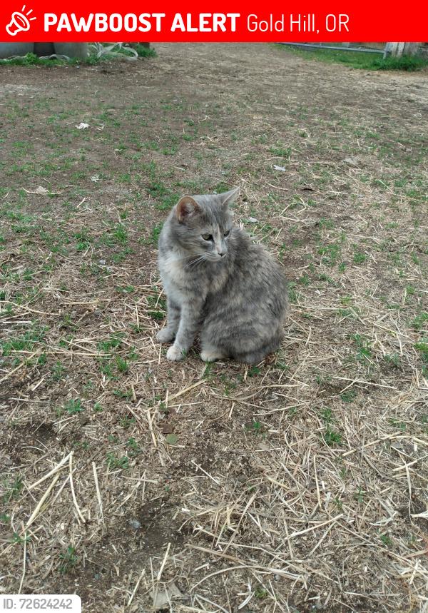 Lost Female Cat last seen Near block Galls Creek Road, Gold Hill, OR 97525