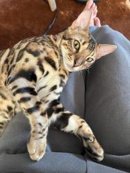 Lost Male Cat last seen Unset Dr & sunset Ave, Asbury Park, NJ 07712