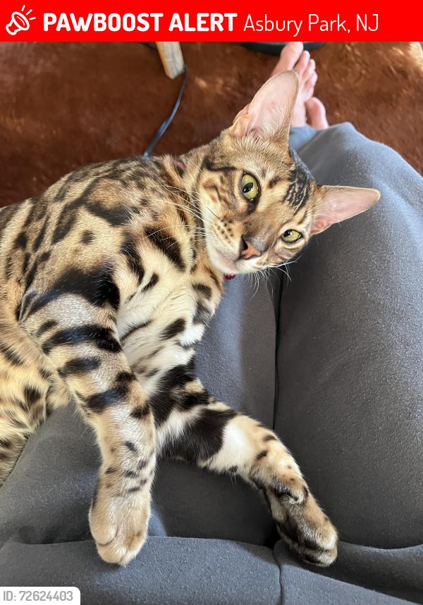 Lost Male Cat last seen Unset Dr & sunset Ave, Asbury Park, NJ 07712
