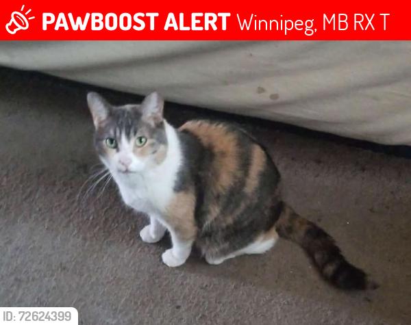 Lost Female Cat last seen Gilbert Park Area, Winnipeg, MB R2X 0T1