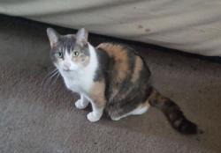 Lost Female Cat last seen Gilbert Park Area, Winnipeg, MB R2X 0T1