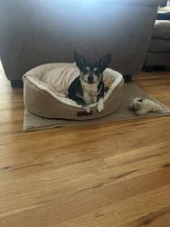 Reunited Female Dog last seen 17th and Geneva , Aurora, CO 80010