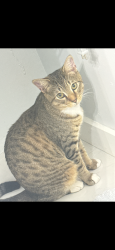 Lost Male Cat last seen Gator Harley , Leesburg, FL 34748