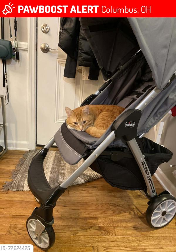 Lost Male Cat last seen Barack Community Center, Columbus, OH 43207